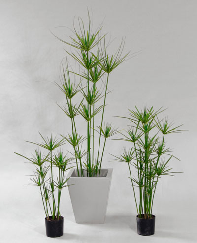 1022-70 Papyrus 70cm, 1022-90 Papyrus 90cm, 1084-140 Papyrus 140cm, 1084-180 Papyrus 180cm